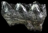 Gomphotherium (Mastodon Relative) Molar - South Carolina #66083-3